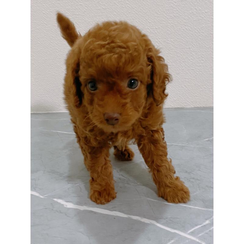 販売中の宮崎県のティーカッププードル-436868の2枚目