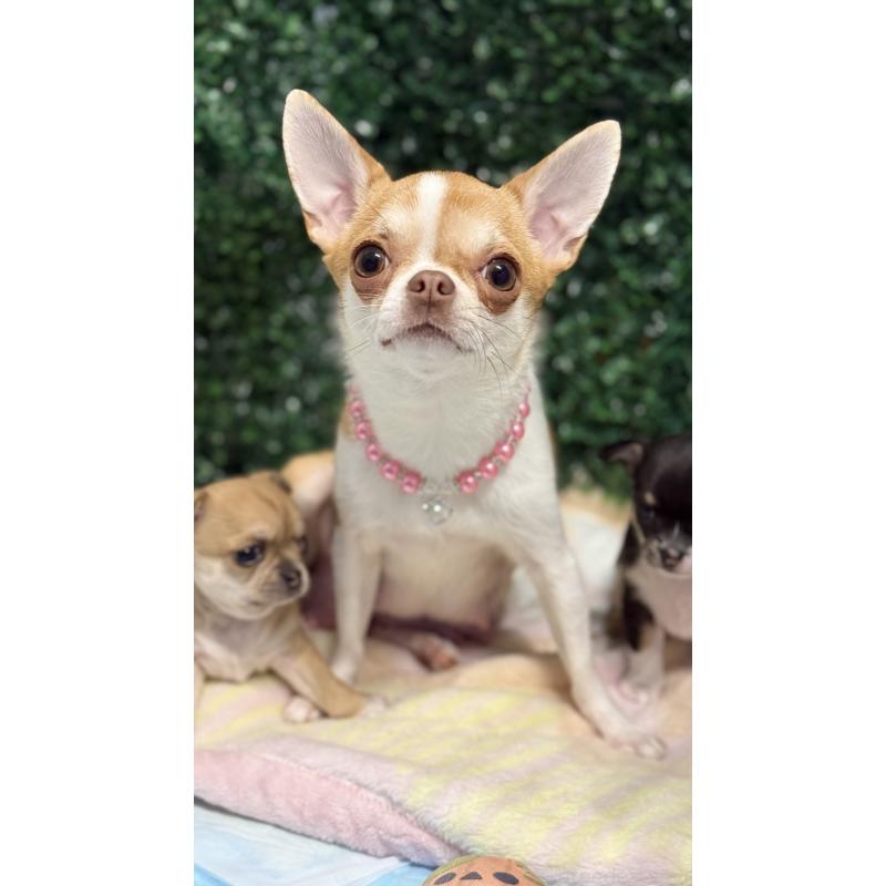 ボニーちゃん1枚目