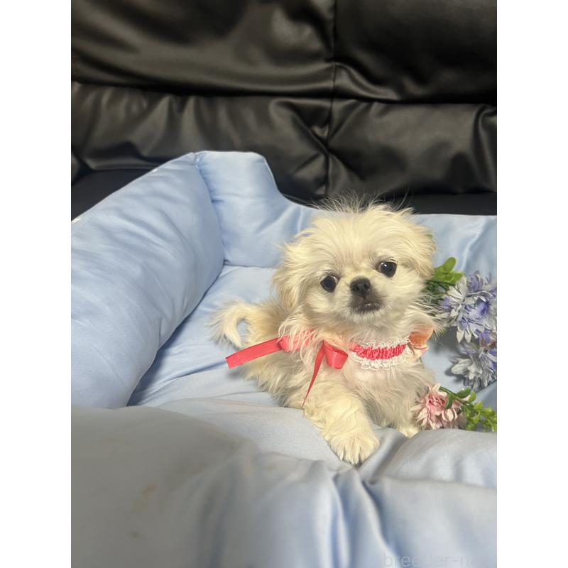 販売中の栃木県のペキニーズ-436871の1枚目