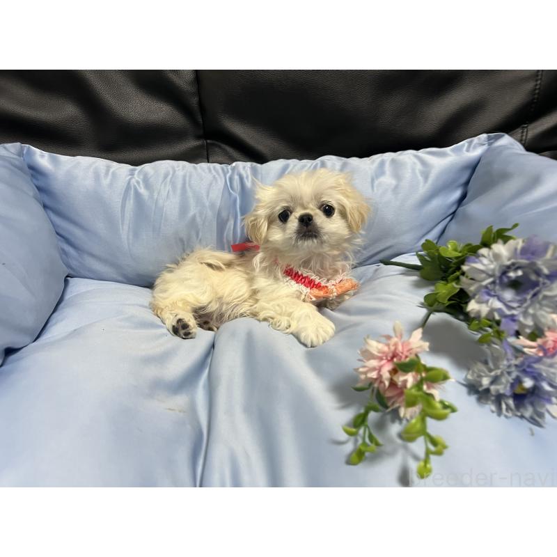 販売中の栃木県のペキニーズ-436871の6枚目