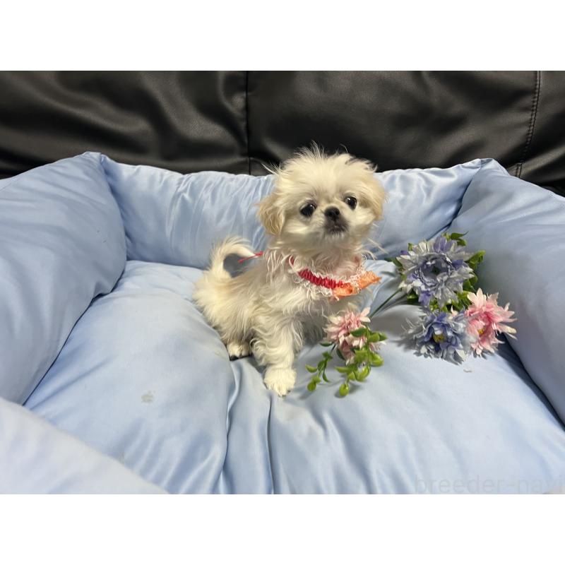 販売中の栃木県のペキニーズ-436871の5枚目