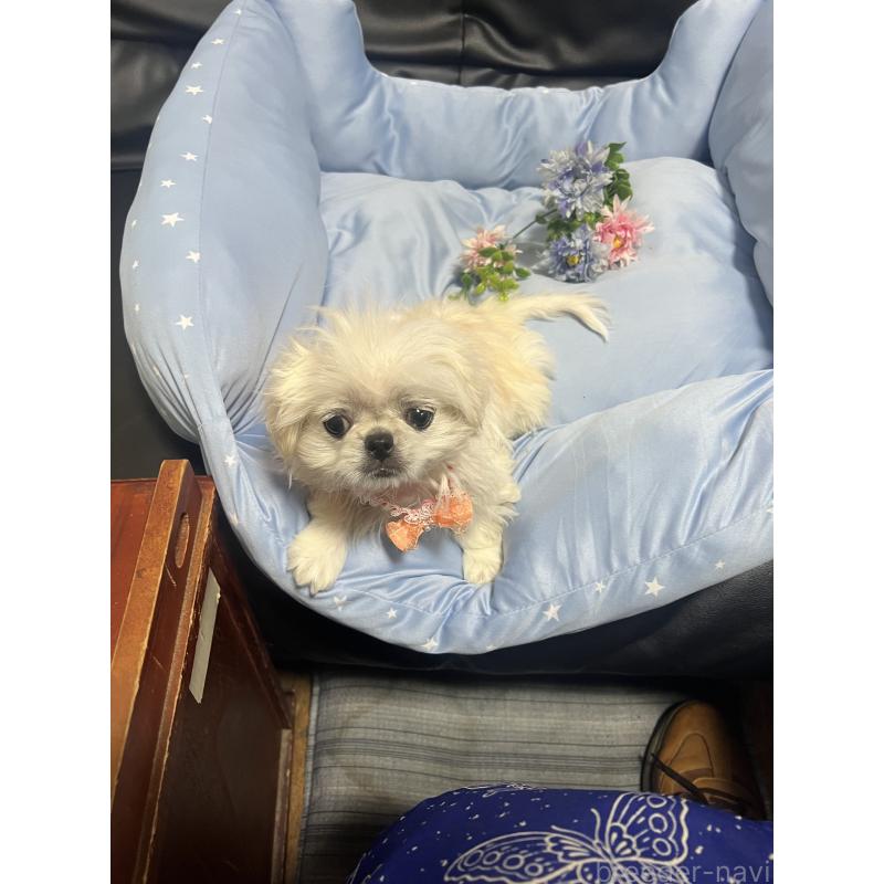 販売中の栃木県のペキニーズ-436871の3枚目