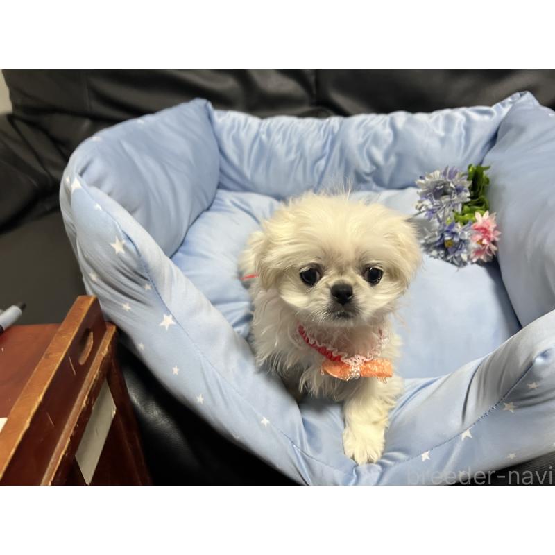 販売中の栃木県のペキニーズ-436871の2枚目