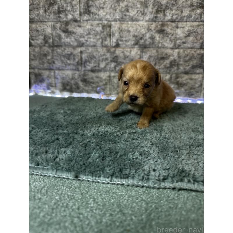 販売中の千葉県のポメプー:ポメラニアン×トイプードル-436882の2枚目