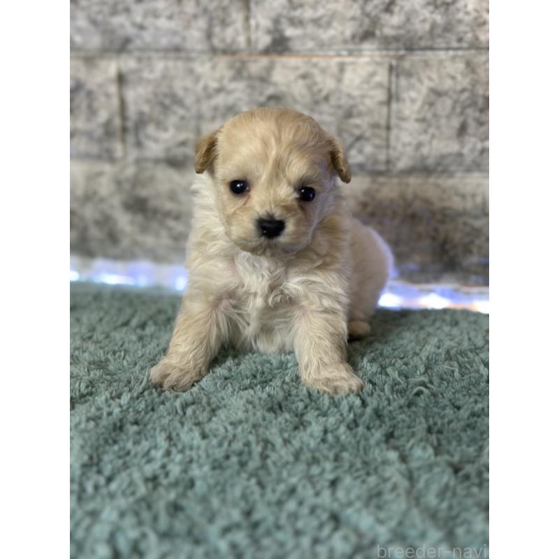 販売中の千葉県のポメプー:ポメラニアン×トイプードル-436883の2枚目