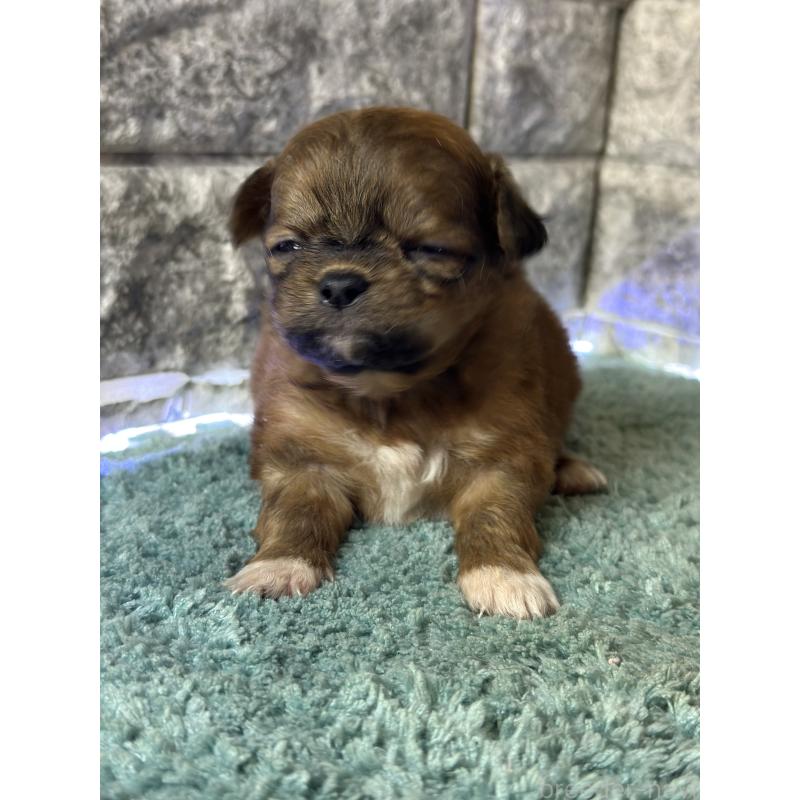 販売中の千葉県のポメプー:ポメラニアン×トイプードル-436885の2枚目