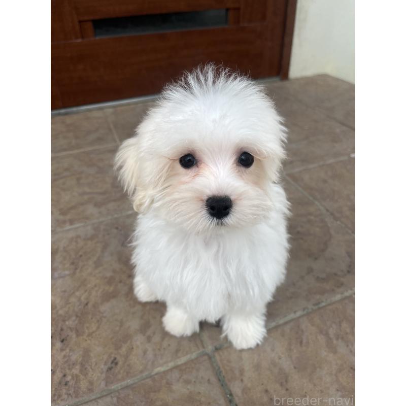 販売中の沖縄県のミックス犬-430596