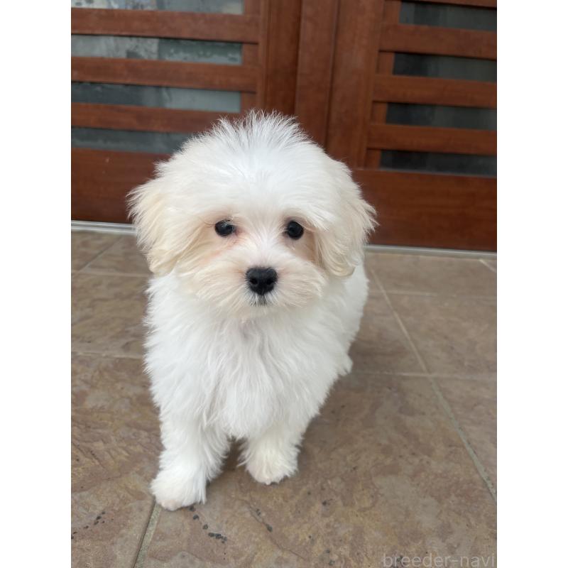 販売中の沖縄県のミックス犬-430596の4枚目