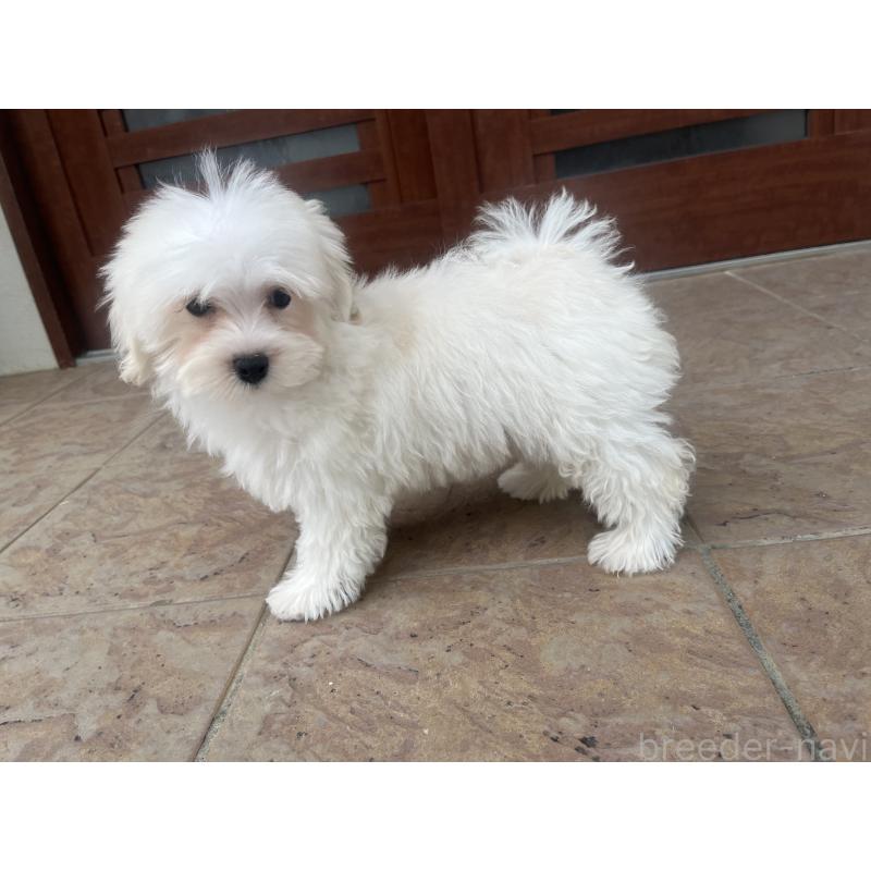 販売中の沖縄県のミックス犬-430596の3枚目