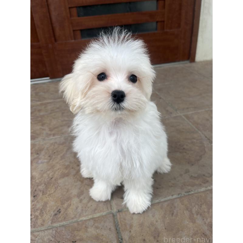 販売中の沖縄県のミックス犬-430596の2枚目