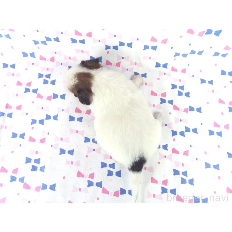 販売中の千葉県のパピヨン-434658の15枚目