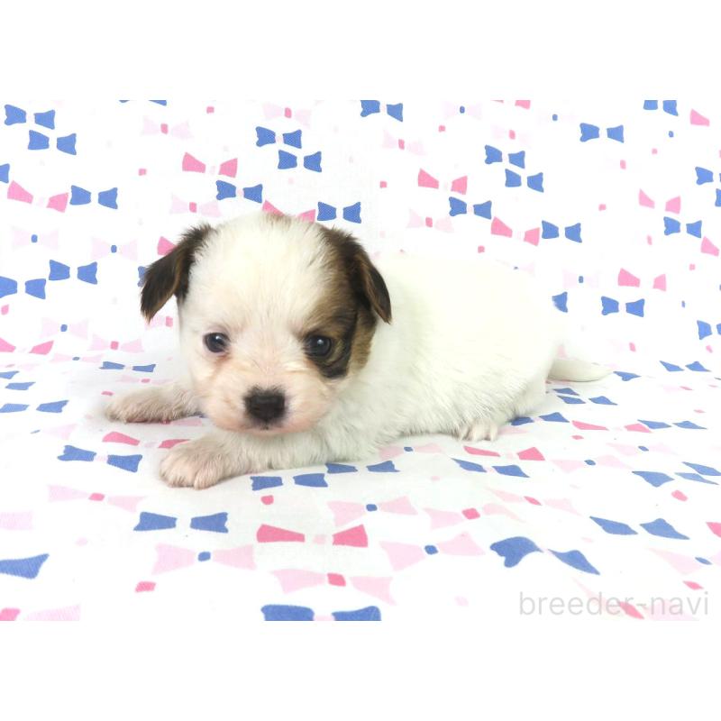 販売中の千葉県のパピヨン-434658の14枚目