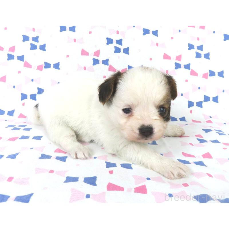 販売中の千葉県のパピヨン-434658の13枚目