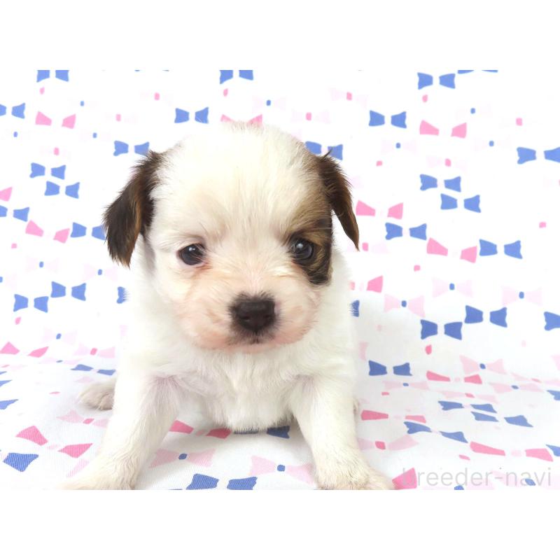 販売中の千葉県のパピヨン-434658の12枚目