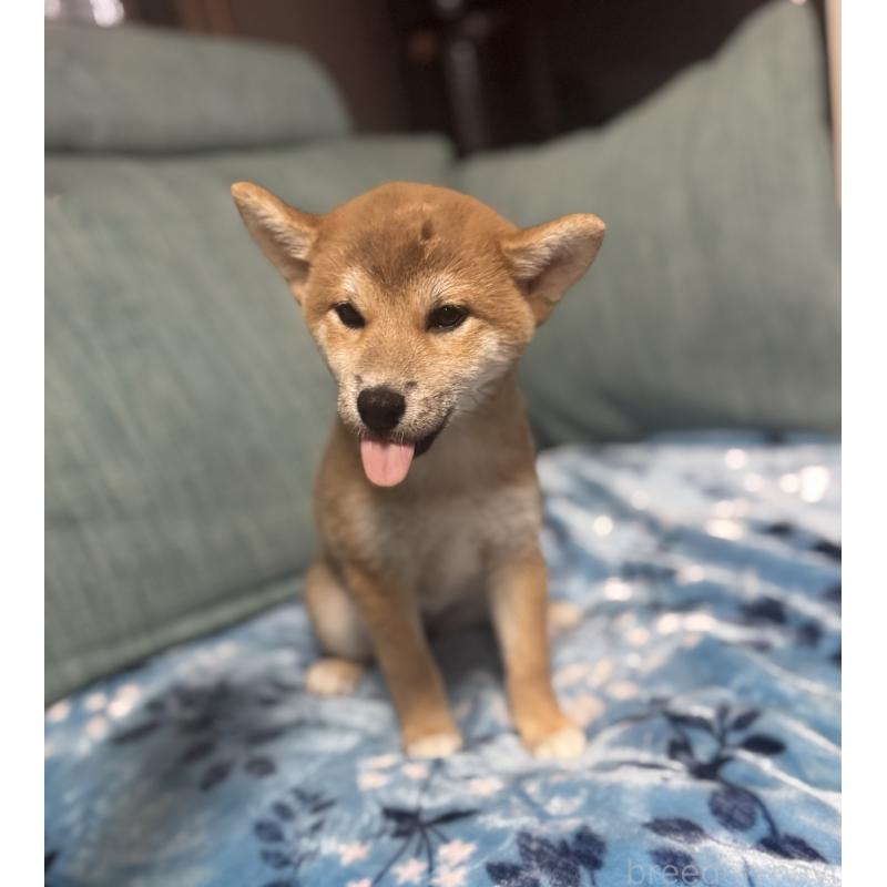 販売中の岡山県の柴犬-430965の12枚目