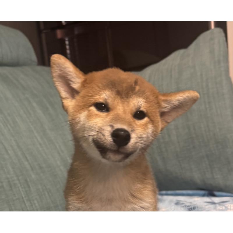 販売中の岡山県の柴犬-430965の10枚目