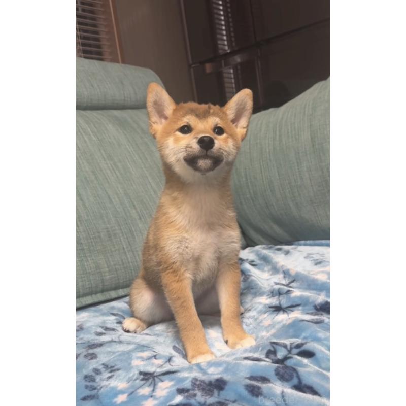 販売中の岡山県の柴犬-430965の9枚目