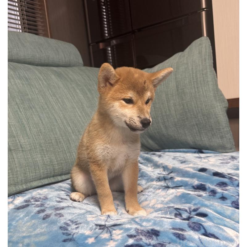 販売中の岡山県の柴犬-430965の8枚目