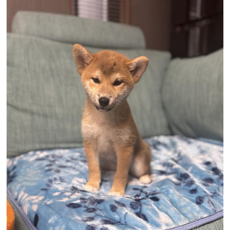 販売中の岡山県の柴犬-430965の7枚目