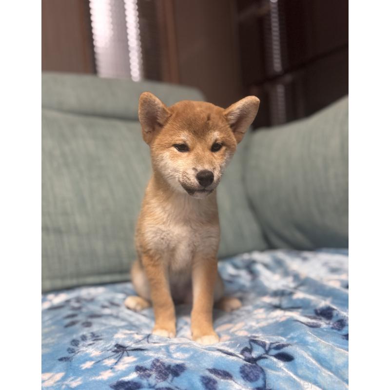 販売中の岡山県の柴犬-430965の5枚目