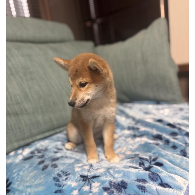 販売中の岡山県の柴犬-430965の4枚目