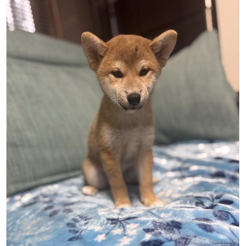 販売中の岡山県の柴犬-430965の3枚目