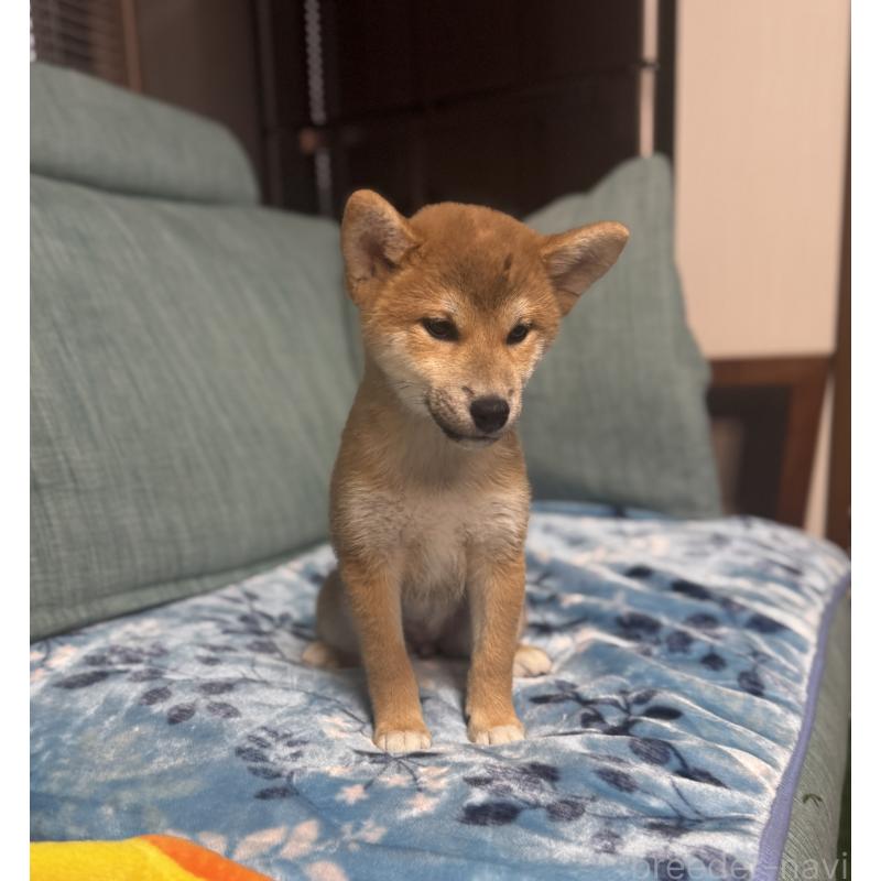 販売中の岡山県の柴犬-430965の2枚目