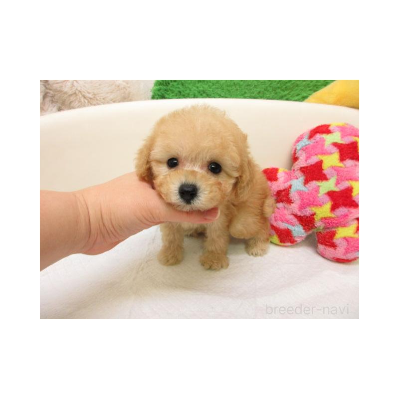 販売中の大阪府のトイプードル-436884の2枚目