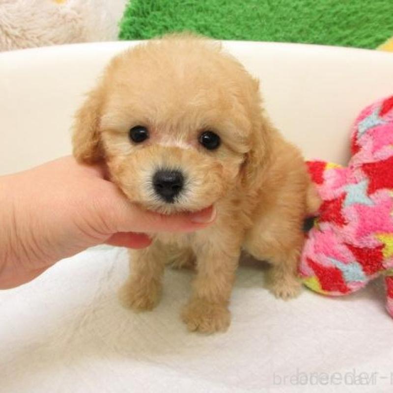 販売中の大阪府のトイプードル-436884の1枚目