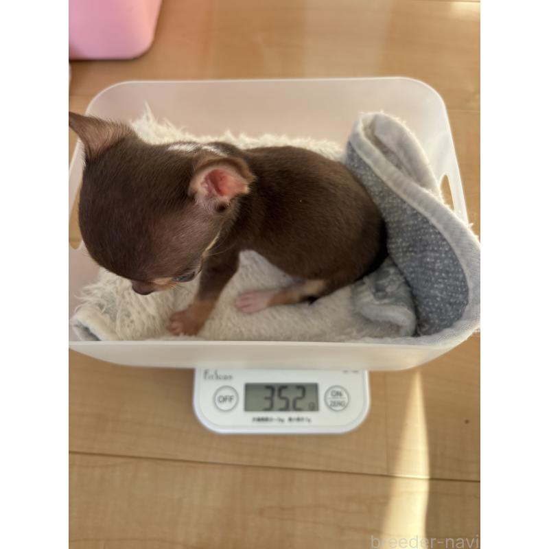 販売中の静岡県のチワワ(スムースコート)-436886の7枚目