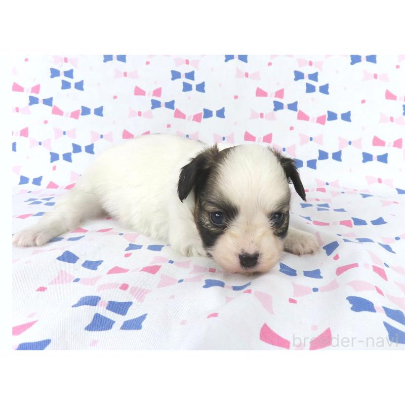 成約済の千葉県のパピヨン-434662の9枚目