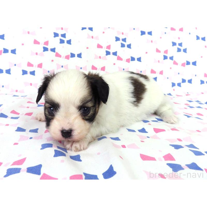 成約済の千葉県のパピヨン-434662の8枚目