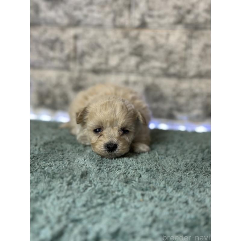 販売中の千葉県のマルプー:マルチーズ×トイプードル-436891の3枚目