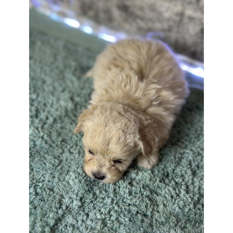 販売中の千葉県のマルプー:マルチーズ×トイプードル-436891の2枚目