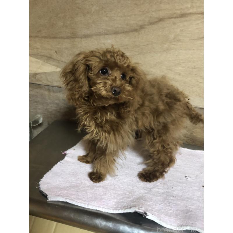 販売中の兵庫県のトイプードル-413436の10枚目