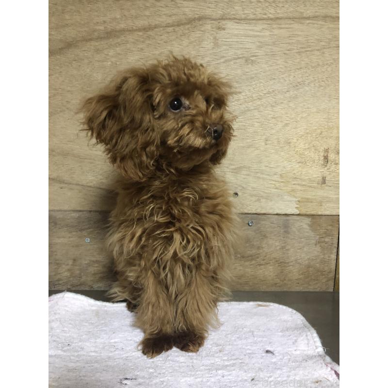 販売中の兵庫県のトイプードル-413436の9枚目