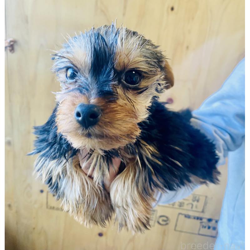 販売中の静岡県のヨークシャーテリア-431077の4枚目