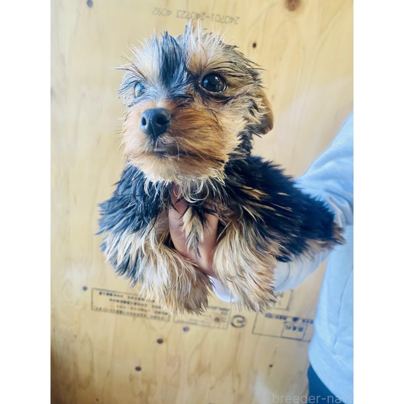 販売中の静岡県のヨークシャーテリア-431077の3枚目
