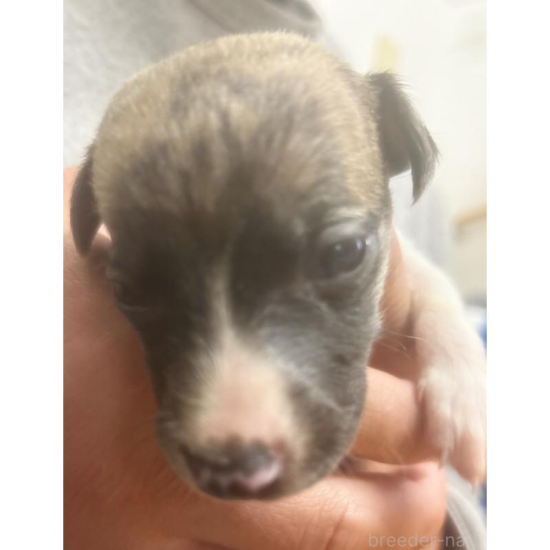 販売中の群馬県のウィペット-436888の2枚目