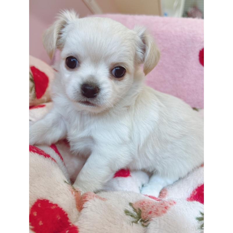 販売中の広島県のチワワ(ロングコート)-431284の3枚目