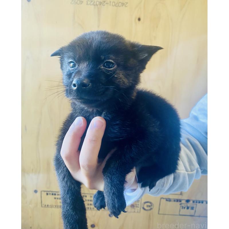 成約済の静岡県の甲斐犬-431057の3枚目