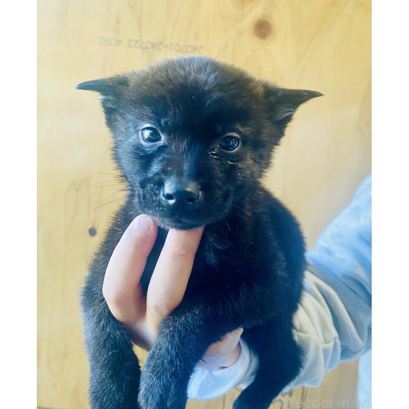 成約済の静岡県の甲斐犬-431057の2枚目