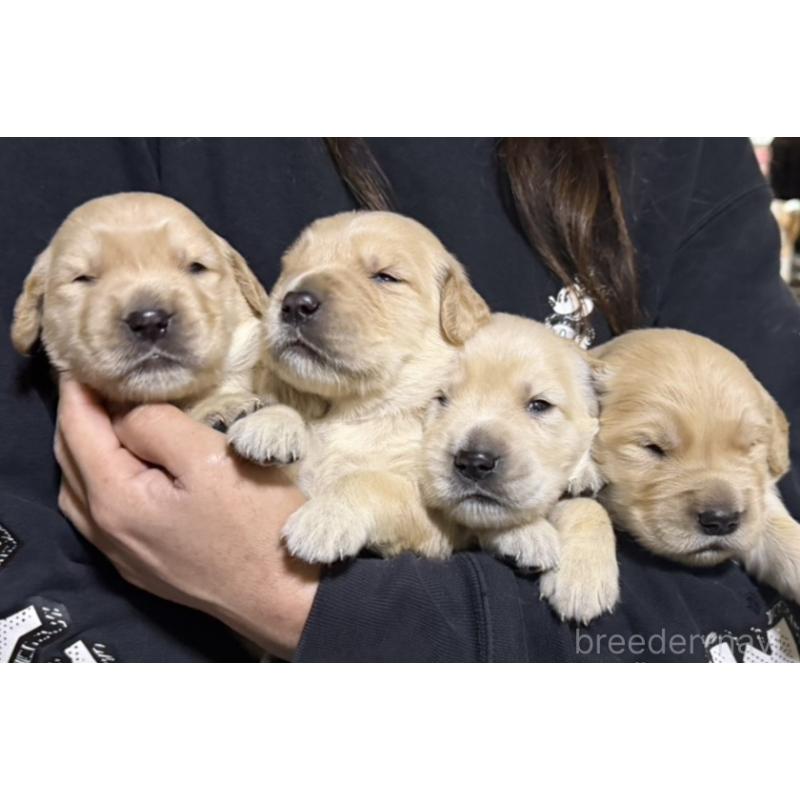 販売中の岩手県のゴールデンレトリーバー-436890の1枚目