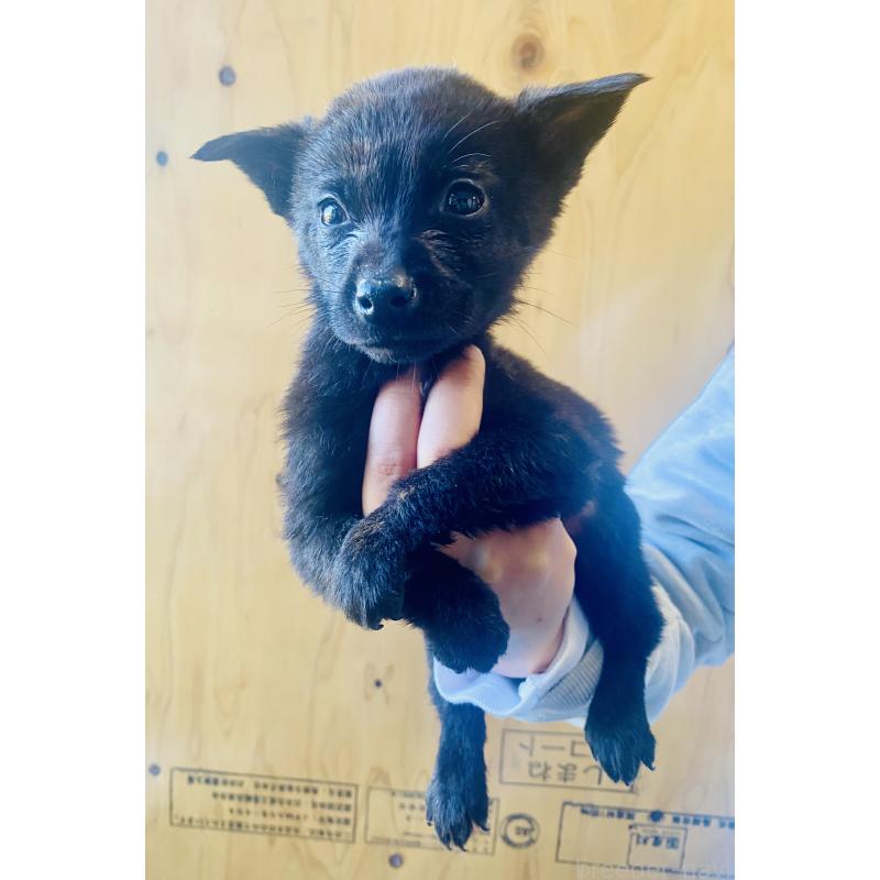 成約済の静岡県の甲斐犬-431066の4枚目