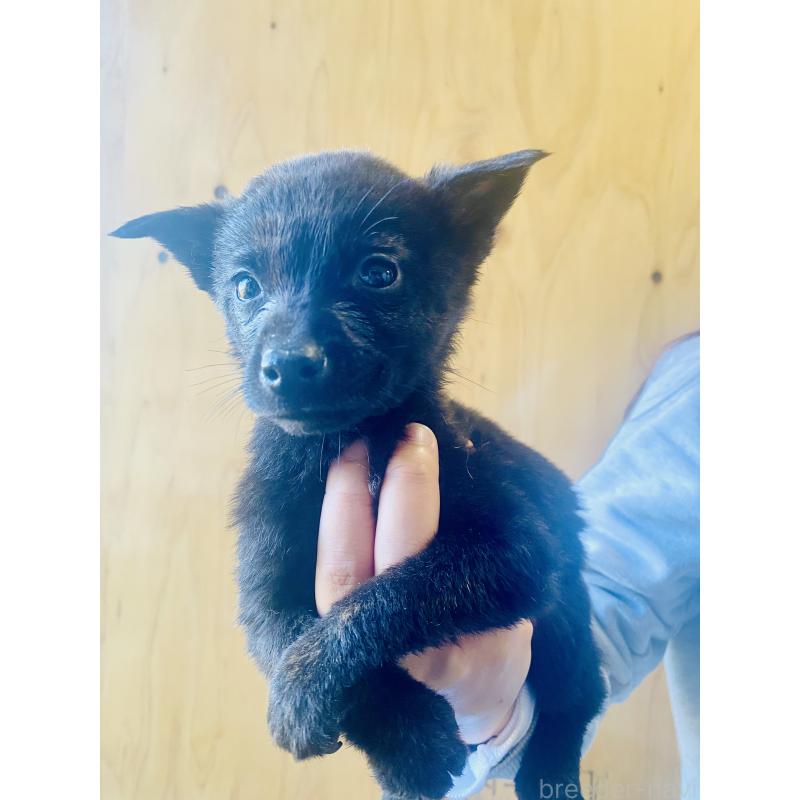 成約済の静岡県の甲斐犬-431066の3枚目