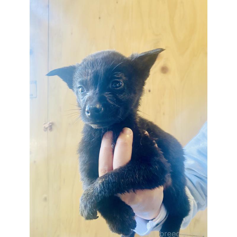 成約済の静岡県の甲斐犬-431066の2枚目