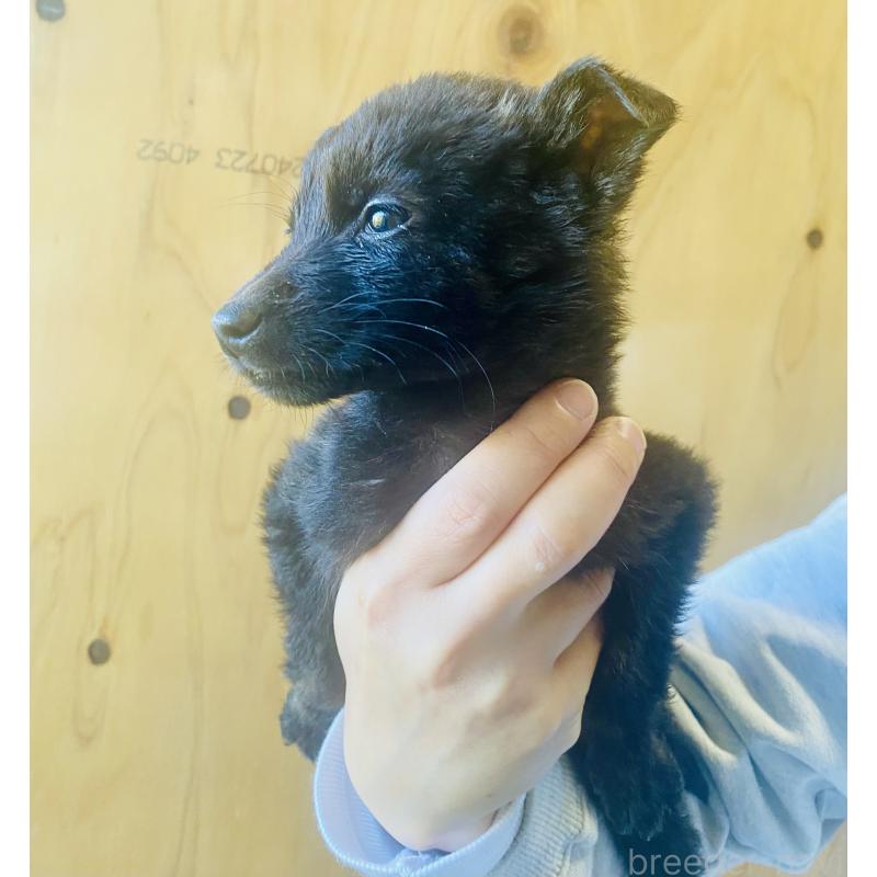 成約済の静岡県の甲斐犬-431073の3枚目