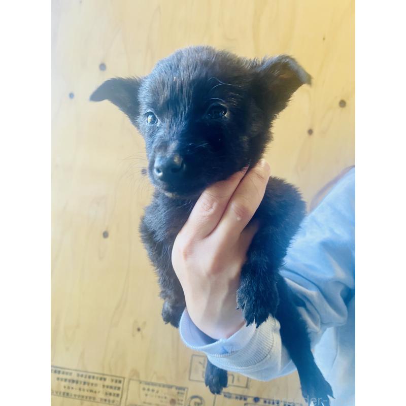 販売中の静岡県の甲斐犬-431073