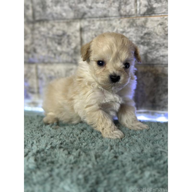 販売中の千葉県のマルプー:マルチーズ×トイプードル-436892の3枚目