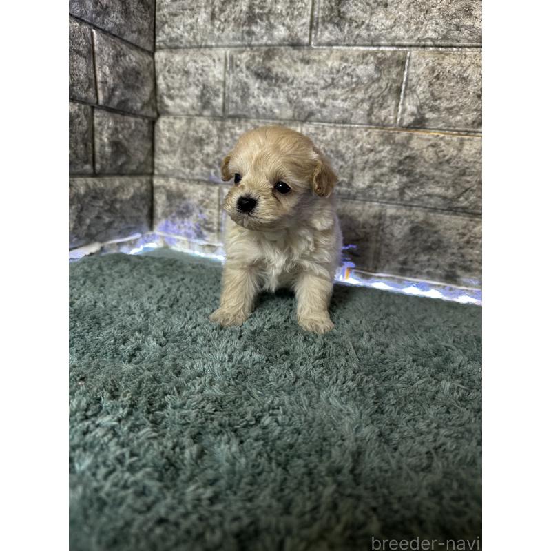 販売中の千葉県のマルプー:マルチーズ×トイプードル-436892の2枚目